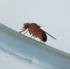 Drosophila melanogaster
